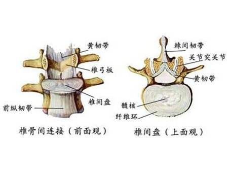 脊柱解剖圖