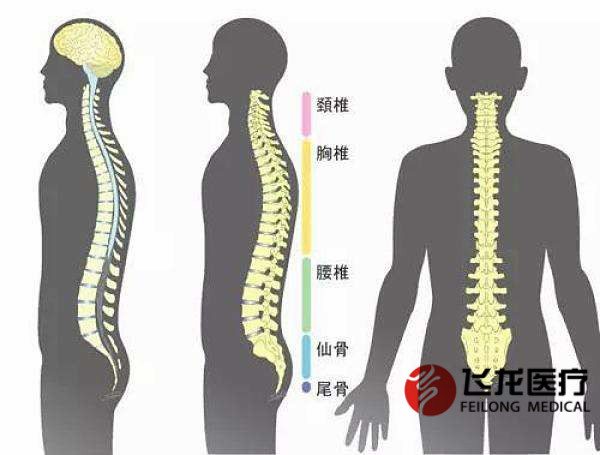 每天沒精神，很可能是脊柱出了問題