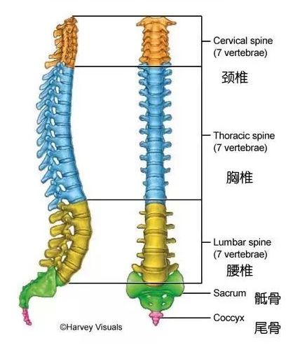 脊椎健康圖示